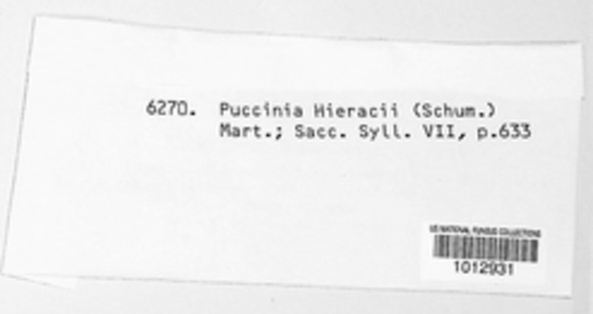 Puccinia hieracii image